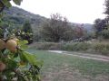 Mirabelles du camping