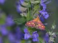 Crambidae Pyraustinae   Pyrausta aurata   Pyrale de la menthe   2015 08 03