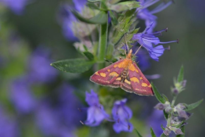 Crambidae Pyraustinae   Pyrausta aurata   Pyrale de la menthe   2015 08 03