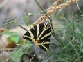 Erebidae Arctiinae    Euplagia quadripunctaria   L Ecaille chin  e   2015 08 05