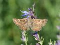 Hesperidae Pyrginae   Erynnis tages   Le Point de Hongrie   2015 08 02