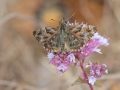 Hesperidae   Carcharodus alceae   La Grisette