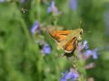 Hesperidae   Hesperia comma    La Virgule   2015 08 02