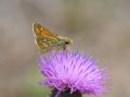 Hesperidae   Hesperia comma    La Virgule   2015 08 04