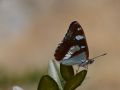 Limenitidae   Limenitis reducta   Sylvain azur     2015 08 04