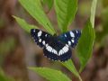 Limenitidae   Limenitis reducta   Sylvain azur     2015 08 08 2 