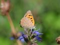 Lycaenidae Lycaeninae   Lycaena phlaeas   Azur   commun   2015 08 02