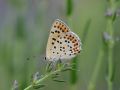 Lycaenidae Lycaeninae   Lycaena tityrus   Cuivr   fuligineux   2015 08 01 1 