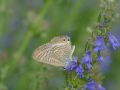 Lycaenidae Polyommatinae    Lampides boeticus   Azur   porte queue   2015 08 04 1 