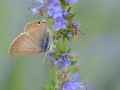 Lycaenidae Polyommatinae    Lampides boeticus   Azur   porte queue  femelle    2015 08 04