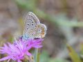 Lycaenidae Polyommatinae    Polyommatus icarus   Azur   commun   2015 08 01