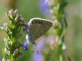 Lycaenidae Polyommatinae    Polyommatus icarus   Azur   commun   2015 08 02