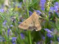 Noctuidae Heliothinae   Heliothis peltigera   La Noctuelle Peltig  re   2015 08 04