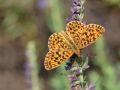 Nymphalidae Heliconiinae    Boloria dia   La Petite Violette    2015 08 02