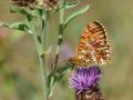 Nymphalidae Heliconiinae    Boloria selene   Petit collier argent     2015 08 06