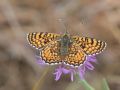 Nymphalidae Melitaeinae   Melitaea cinxia    M  lit  e du plantain   2015 08 01 1 