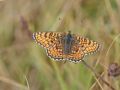 Nymphalidae Melitaeinae   Melitaea cinxia    M  lit  e du plantain   2015 08 01 2 