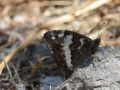Nymphalidae Satyrinae   Brintesia circe   Le Sil  ne   2015 08 02