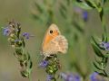 Nymphalidae Satyrinae   Coenonympha pamphilus   Le Procris   2015 08 02