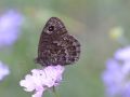 Nymphalidae Satyrinae   Satyrus sp    Satyrus actaea     Petite Coronide    2015 08 05 3 