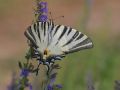 Papilionidae   Iphiclides podalirius   Le Flamb     2015 08 01