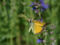 Pieridae   Colias crocea   Le Souci   2015 08 02