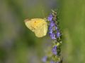 Pieridae   Colias crocea   Le Souci   2015 08 04