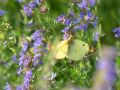 Pieridae   Colias sp    Colias alfacariensis     Le Fluor      2015 08 04