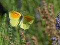 Pieridae   Gonepteryx cleopatra   Le Citron de Provence   2015 08 02 1 