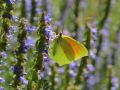 Pieridae   Gonepteryx cleopatra   Le Citron de Provence   2015 08 02 2 