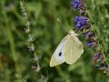 Pieridae   Pieris brassicae   LA Pi  ride du chou   2015 08 02