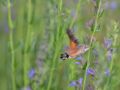 Sphingidae Macroglossinae   Macroglossum stellatarum   Le moro sphinx   2015 08 01