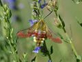 Sphingidae Macroglossinae    Hemaris fuciformis   Le sphinx gaz     2015 08 02