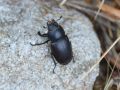 X   Lucanidae   Lucanus cervus   femelle   2015 08 04