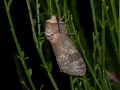 COSSIDAE COSSINAE   Cossus cossus   2016 07 18  2 