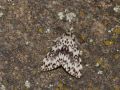 EREBIDAE LYMANTRIINAE   Lymantria monacha   2016 07 12