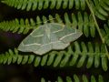 GEOMETRIDAE ENNOMINAE   Hylaea fasciaria f. prasinaria   2016 07 18  2 