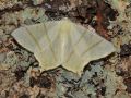GEOMETRIDAE ENNOMINAE   Ourapteryx sambucaria   2016 07 16  2 
