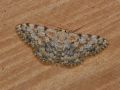 GEOMETRIDAE STERRHINAE   Scopula rufomixtaria   2016 07 25