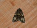 NOCTUIDAE NOCTUINAE   Craniophora ligustri   2016 07 24