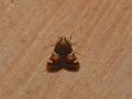 PYRALIDAE PYRALINAE   Pyralis regalis   2016 07 23