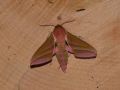 SPHINGIDAE MACROGLOSSINAE   Deilephila elpenor   2016 07 22