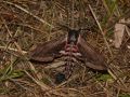 SPHINGIDAE SPHINGINAE   Agrius ligustri   2016 07 12  2 